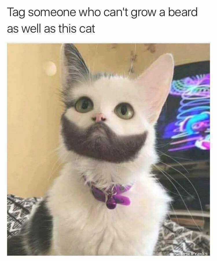 manly cat - Tag someone who can't grow a beard as well as this cat con owage Pranks