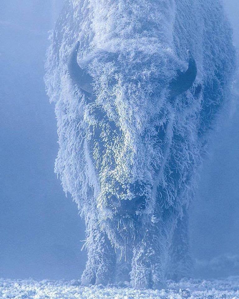 bison at 35 below zero