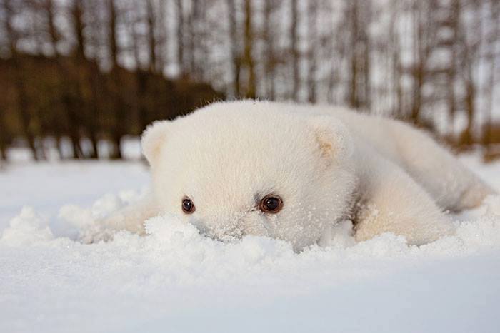 baby animals in the snow