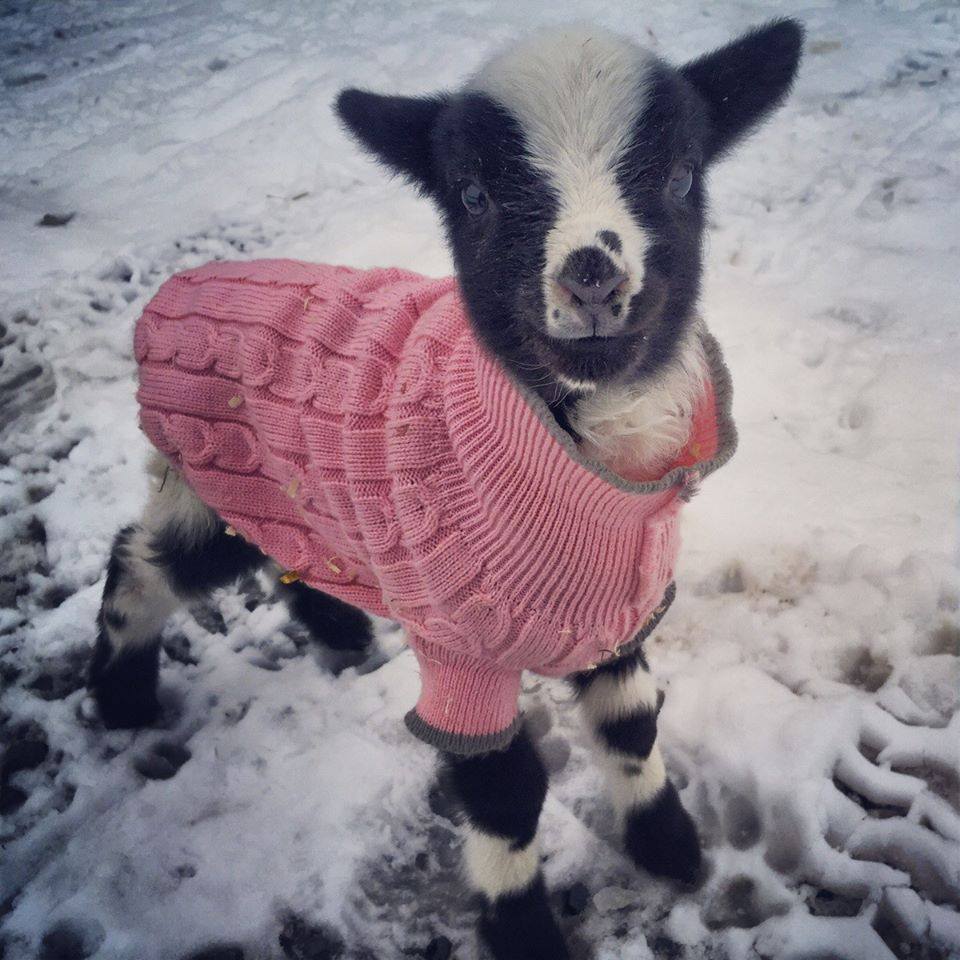 kid sweater baby goat