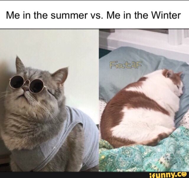 chonk catto - Me in the summer vs. Me in the Winter Fiatas ifunny.co