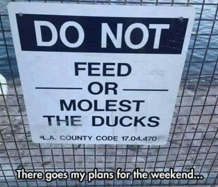 funny signs - Do Not Feed Or Molest The Ducks L.A. County Code 17.04.470 There goes my plans for the weekend...