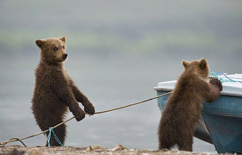 bear cubs stealing boat