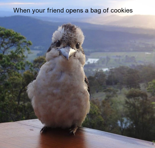 kookaburra happy - When your friend opens a bag of cookies