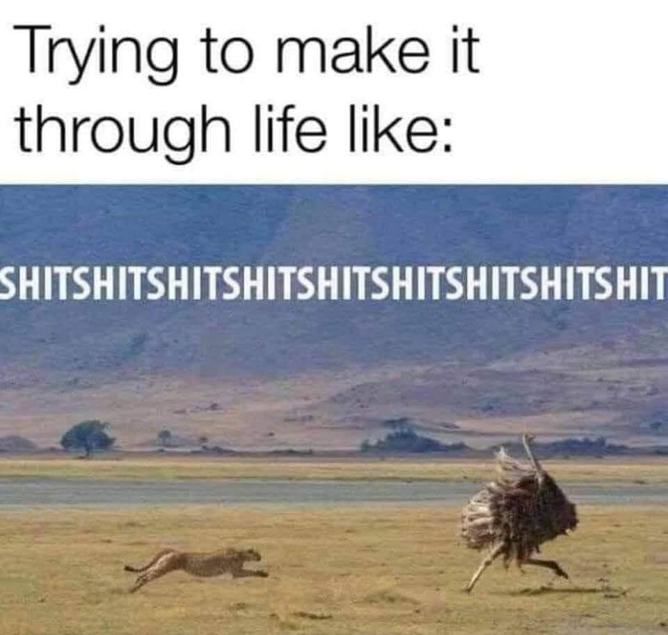 ostrich running meme