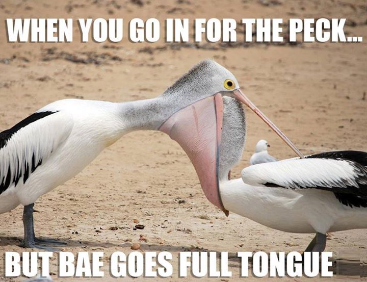 pelican - When You Go In For The Peck... But Bae Goes Full Tongue