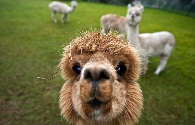 funny alpaca background