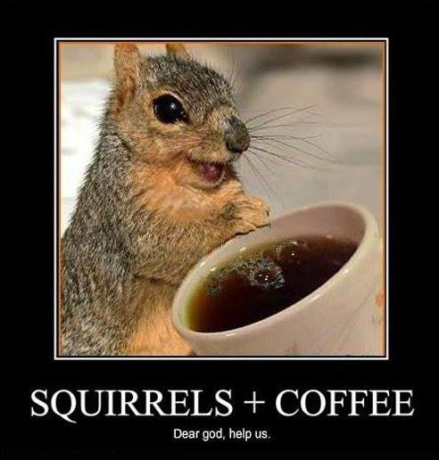 squirrels coffee - Squirrels Coffee Dear god, help us.