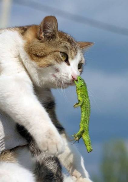 cat with lizard on lip