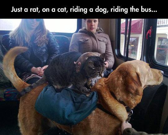 cat riding dog meme - Just a rat, on a cat, riding a dog, riding the bus...