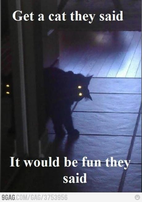 demon cat meme - Get a cat they said It would be fun they said 9GAG.ComGag3753956