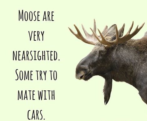 fauna - Moose Are Very Nearsighted. Some Try To Mate With Cars.