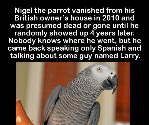 fauna - Nigel the parrot vanished from his British owner's house in 2010 and was presumed dead or gone until he randomly showed up 4 years later. Nobody knows where he went, but he came back speaking only Spanish and talking about some guy named Larry.