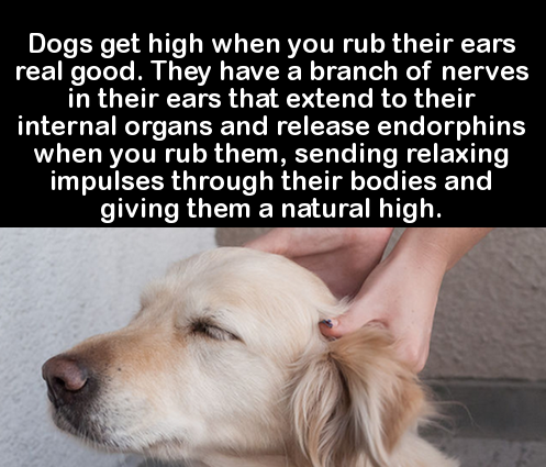 girl boy animal memes - Dogs get high when you rub their ears real good. They have a branch of nerves in their ears that extend to their internal organs and release endorphins when you rub them, sending relaxing impulses through their bodies and giving th