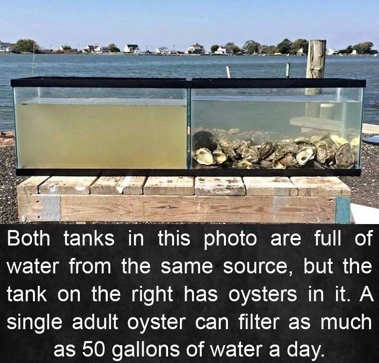 water - Both tanks in this photo are full of water from the same source, but the tank on the right has oysters in it. A single adult oyster can filter as much as 50 gallons of water a day.