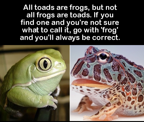 fauna - All toads are frogs, but not all frogs are toads. If you find one and you're not sure what to call it, go with 'frog' and you'll always be correct.