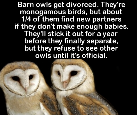 fauna - Barn owls get divorced. They're monogamous birds, but about 14 of them find new partners if they don't make enough babies. They'll stick it out for a year before they finally separate, but they refuse to see other owls until it's official.