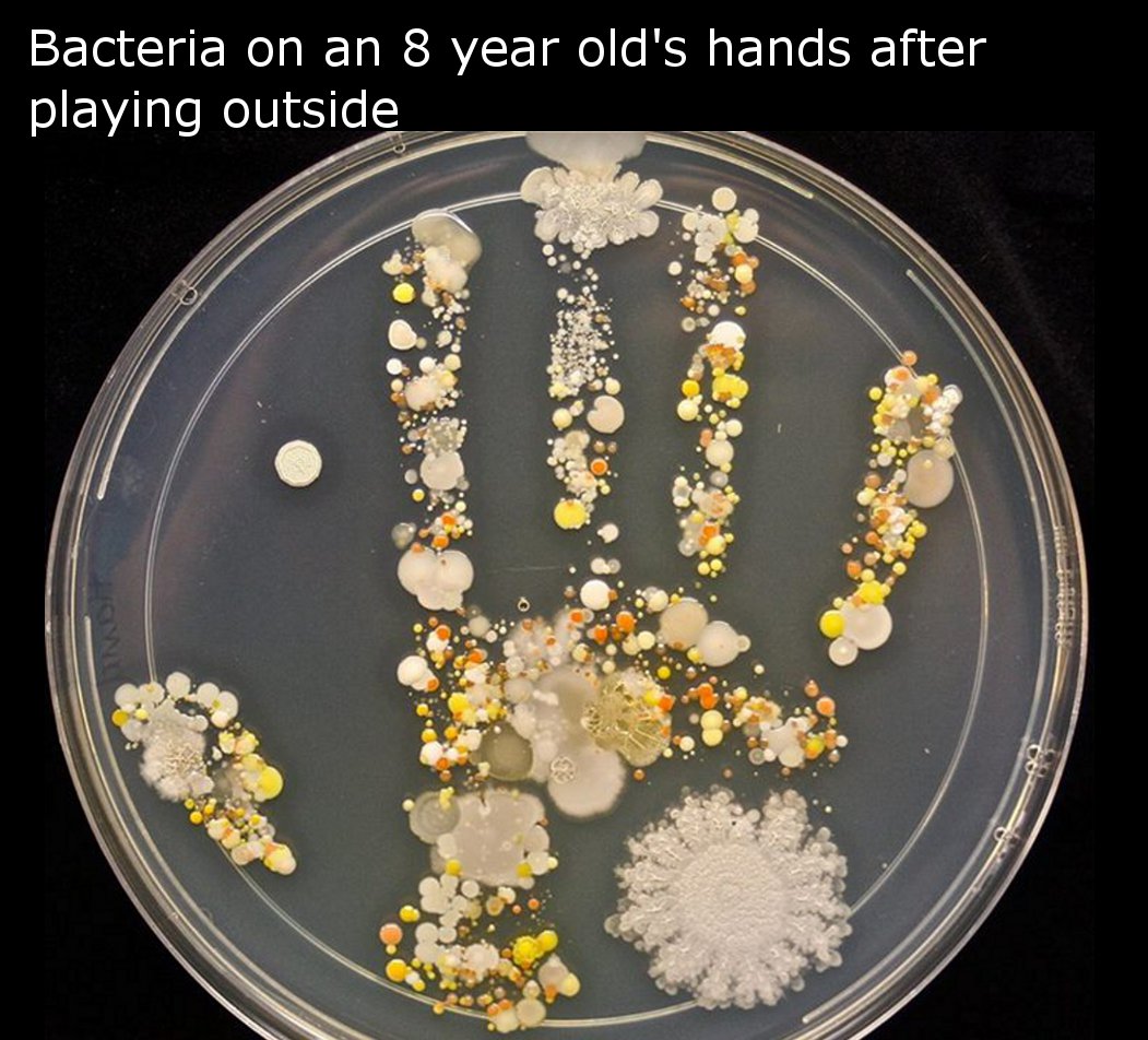 hand on petri dish - Bacteria on an 8 year old's hands after playing outside