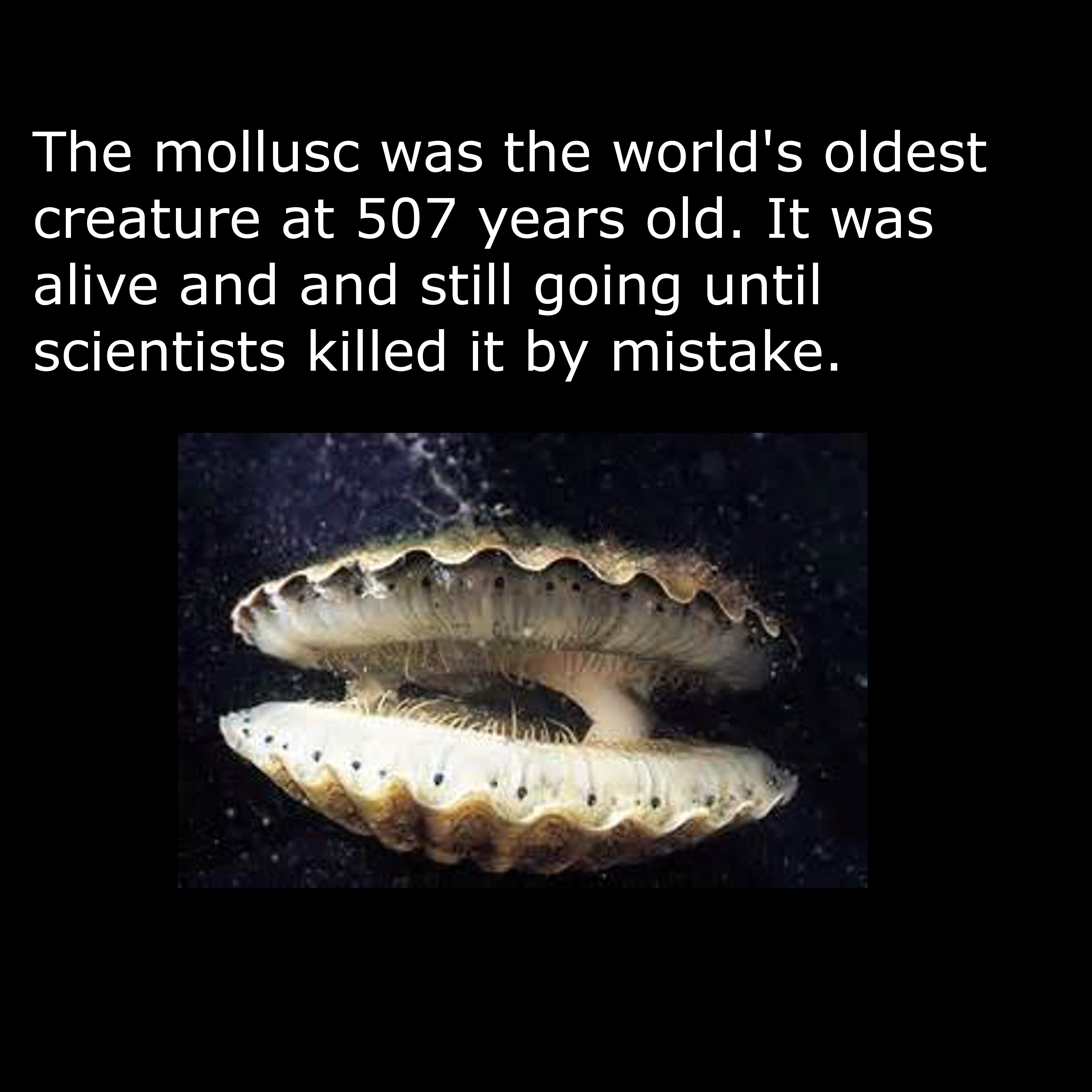 bivalvia - The mollusc was the world's oldest creature at 507 years old. It was alive and and still going until scientists killed it by mistake.