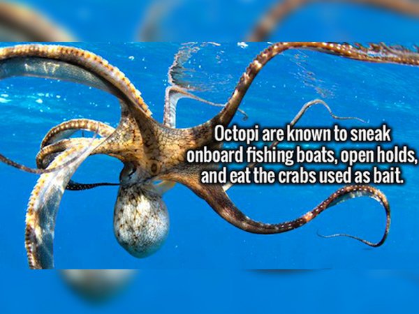 funny useless facts - Octopi are known to sneak onboard fishing boats, open holds, and eat the crabs used as bait.