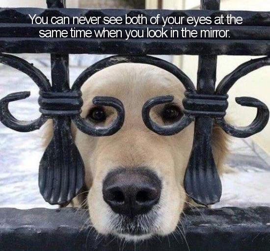 henlo meme dog - You can never see both of your eyes at the same time when you look in the mirror. S