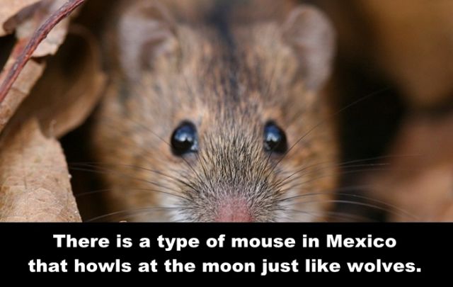 mouse - There is a type of mouse in Mexico that howls at the moon just wolves.