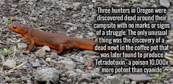fauna - Three hunters in Oregon were discovered dead around their campsite with no marks or signs of a struggle. The only unusual thing was the discovery of a dead newt in the coffee pot that was later found to produce Tetradotoxin a poison 10,000x more p