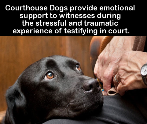 Dog - Courthouse Dogs provide emotional support to witnesses during the stressful and traumatic experience of testifying in court.
