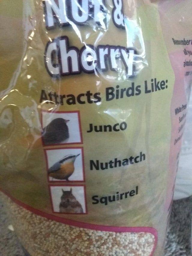 Bummber Cherry Attracts Birds Junco Nuthatch Squirrel