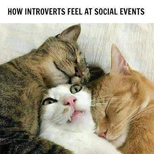introverted cat meme - How Introverts Feel At Social Events