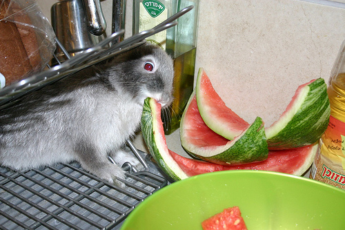 Proof that watermelon is universally loved