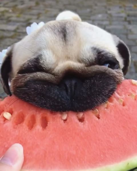 Puggy melon