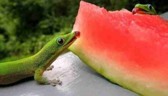 Proof that watermelon is the most universally loved fruit ever