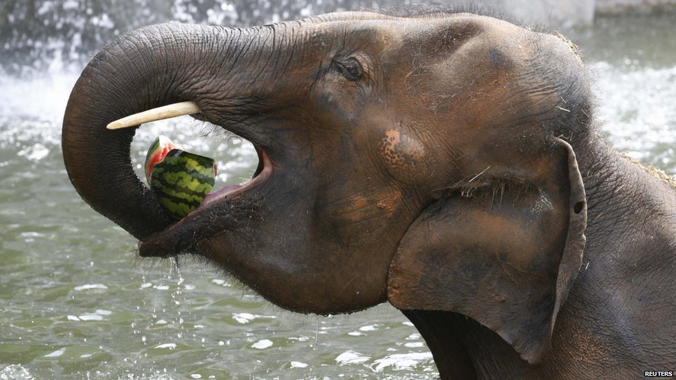 Proof that watermelon is the most universally loved fruit ever