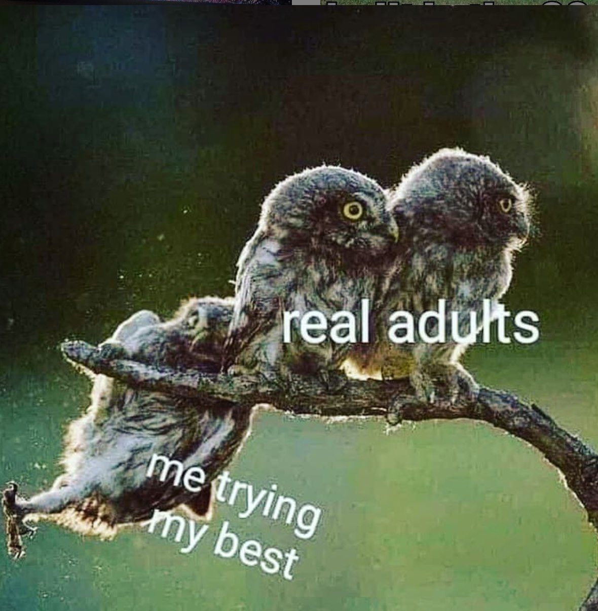 Adulting is like....