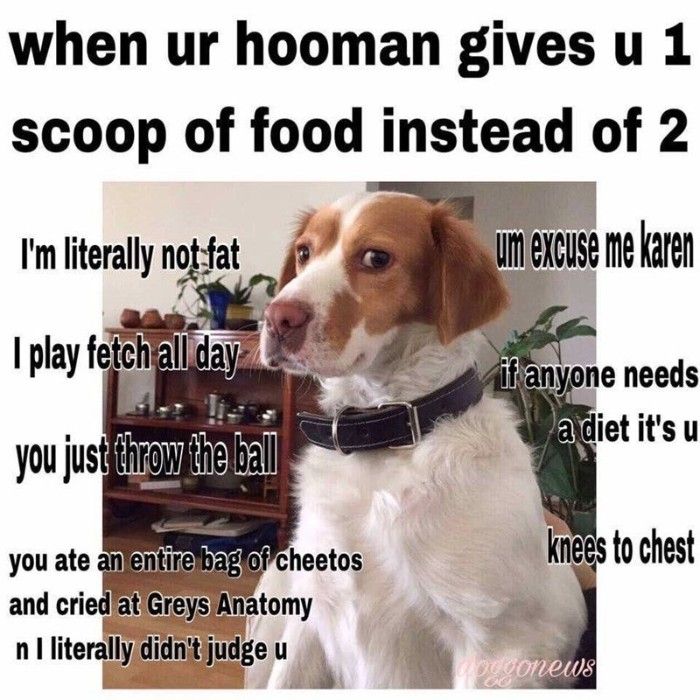 34 things your dog will totally relate to