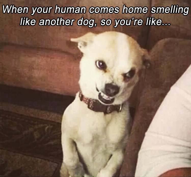 34 things your dog will totally relate to