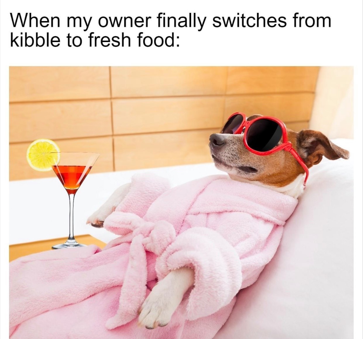 34 things your dog will totally relate to