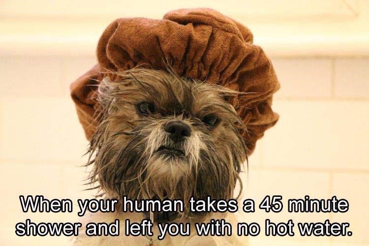 34 things your dog will totally relate to