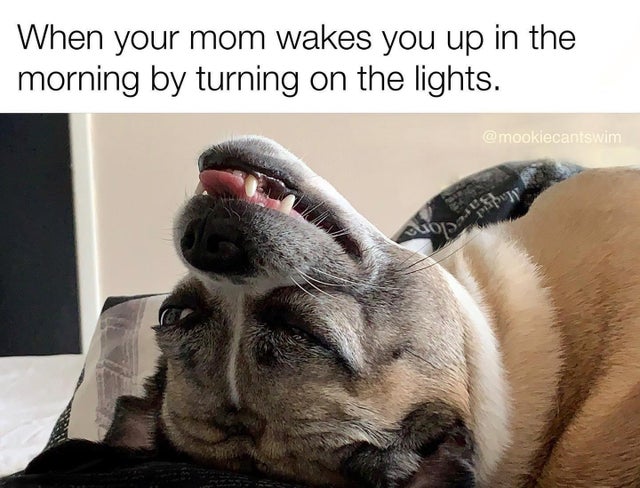 34 things your dog will totally relate to