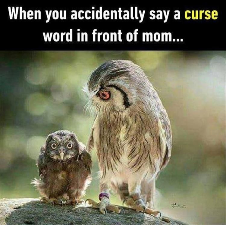 relatable memes - funny owl memes - When you accidentally say a curse word in front of mom...