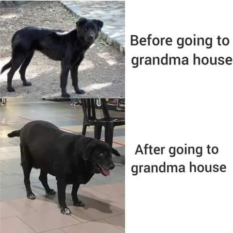 relatable memes - dog going to grandma's meme - Before going to grandma house After going to grandma house