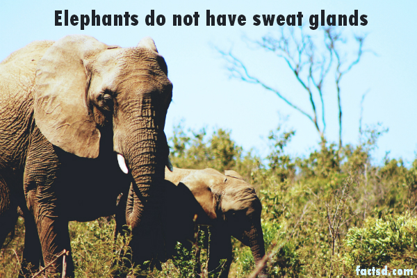 random fact about elephants