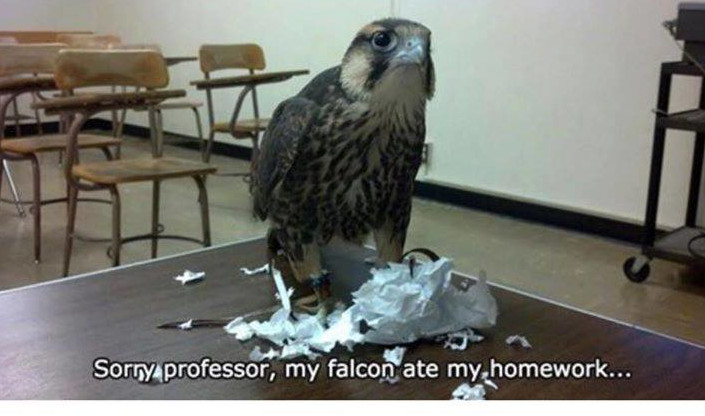 my falcon ate my homework - Sorry professor, my falcon ate my homework...