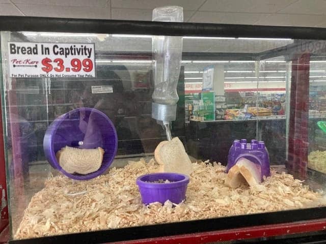 bizarre and wtf posts - pet stoee meme - Bread In Captivity PetKurs $3.99 for Onyes