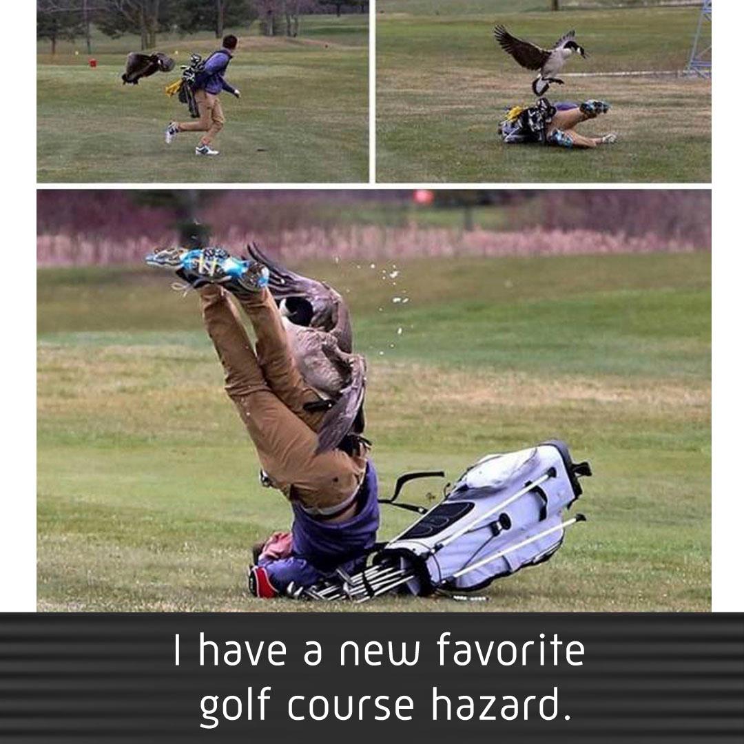 goose attacks golfer - I have a new favorite golf course hazard.