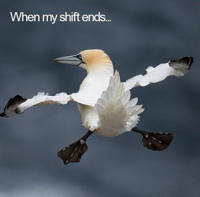 flying bird funny - When my shift ends...