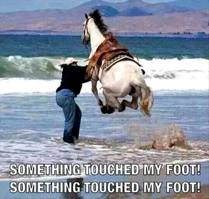 funny horse memes - Something Touched My Foot! Something Touched My Foot!