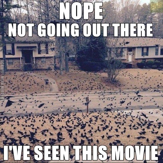 horror movie memes - Nope Not Going Out There Neri Herber I'Ve Seen This Movie