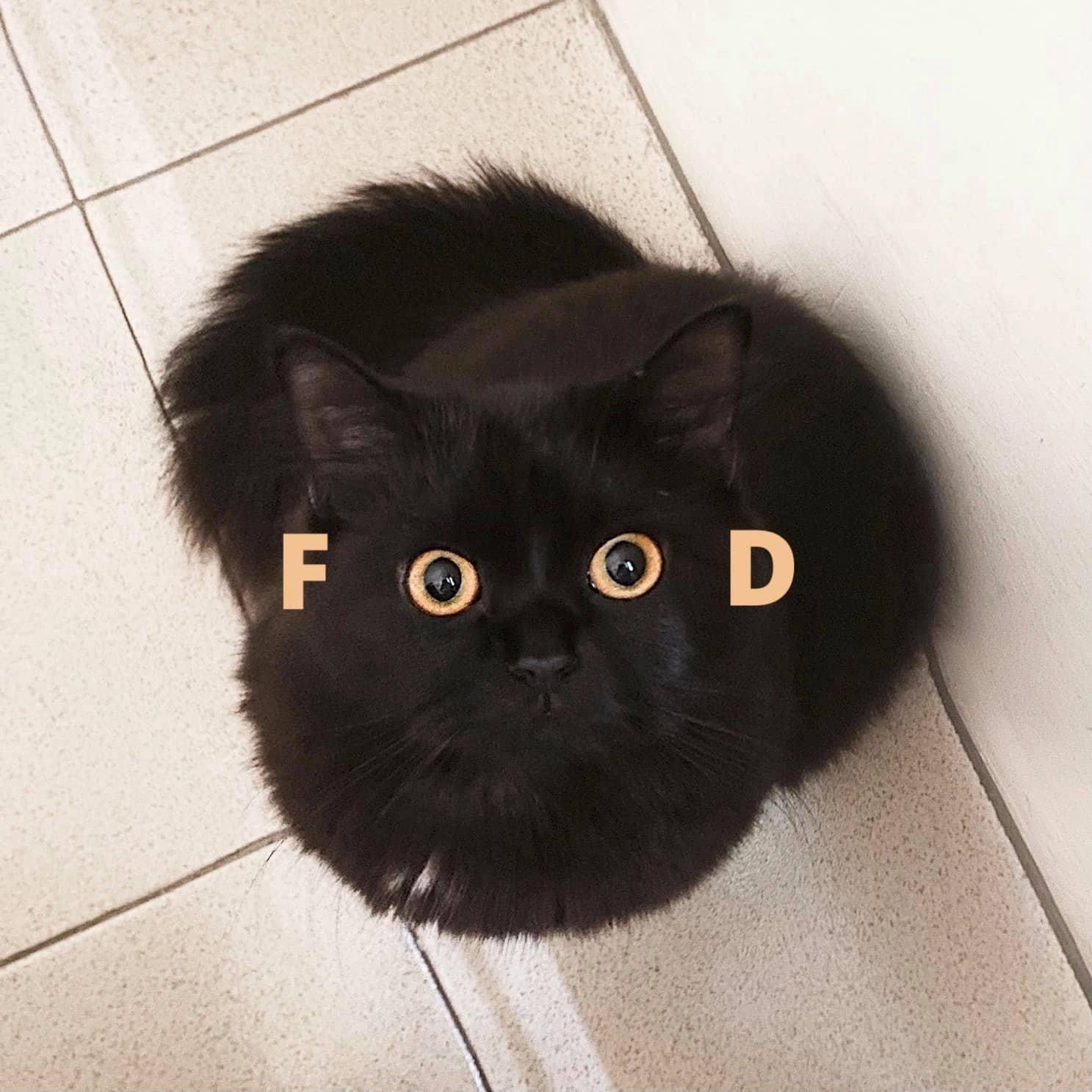 black cat food meme - Food